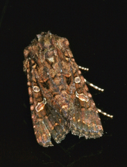 Tycomarptes inferior