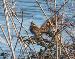 Turdus eunomus