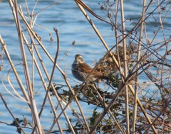 Turdus eunomus