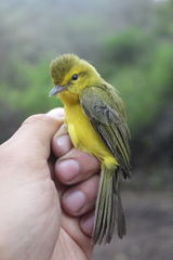 Golden Vireo photo 3