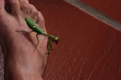 Stagmatoptera hyaloptera