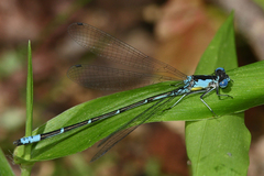 Chromagrion conditum