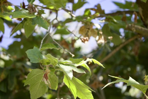 iNaturalist observation photo of western sycamore