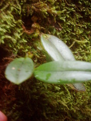 Bulbophyllum longiflorum