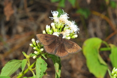 Ephyriades brunnea