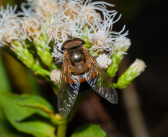 Copestylum pubescens