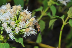 Copestylum pubescens