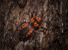 Tegea atropicta