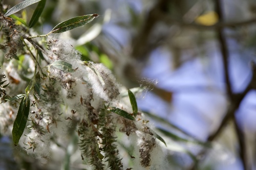 iNaturalist observation photo of Willows