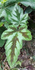Rubus reflexus