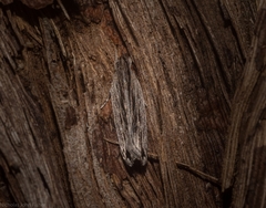 Ardozyga phloeodes