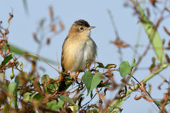 Cisticola exilis volitans