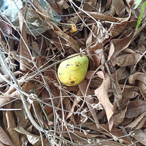Indian mango