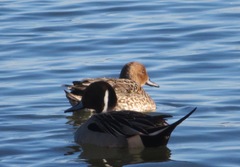 Anas acuta