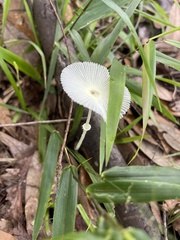 Leucocoprinus fragilissimus image