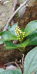 Chloranthaceae