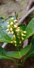 Chloranthaceae
