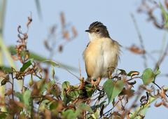 Cisticola exilis volitans