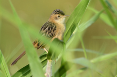 Cisticola exilis volitans