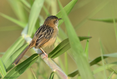 Cisticola exilis volitans