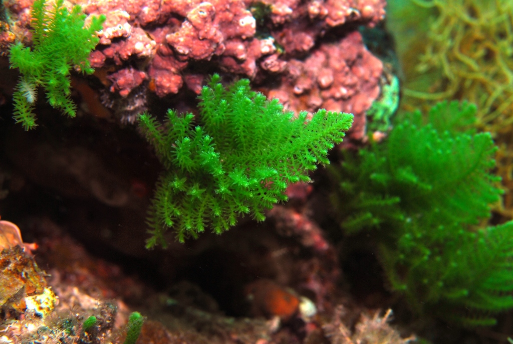 Caulerpa heterophylla