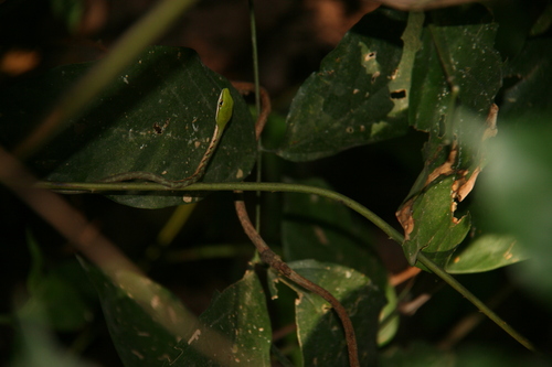 Bird Snake