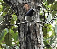 Myiagra cyanoleuca