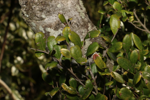 Image of Diospyros humilis by (c) Greg Tasney, some rights reserved (CC BY-SA)