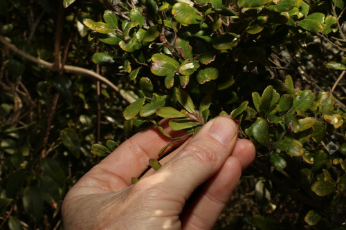 Image of Diospyros humilis by (c) Greg Tasney, some rights reserved (CC BY-SA)