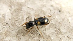 Bembidion quadrimaculatum