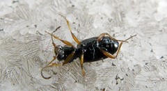 Bembidion quadrimaculatum
