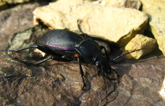 Carabus purpurascens