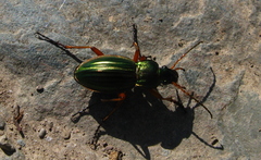 Carabus auratus