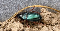 Harpalus rubripes