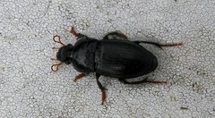 Harpalus tardus