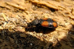 Panagaeus bipustulatus