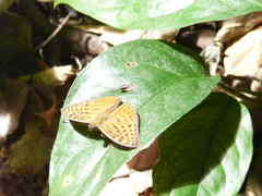 Bebearia zonara