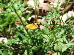 Abaeis salome jamapa