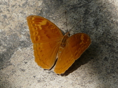 Bebearia orientis