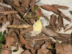 Abaeis salome jamapa