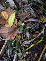 Disperis tripetaloides image