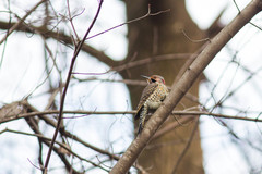 Colaptes auratus auratus