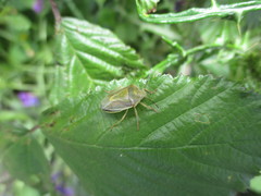Piezodorus punctipes