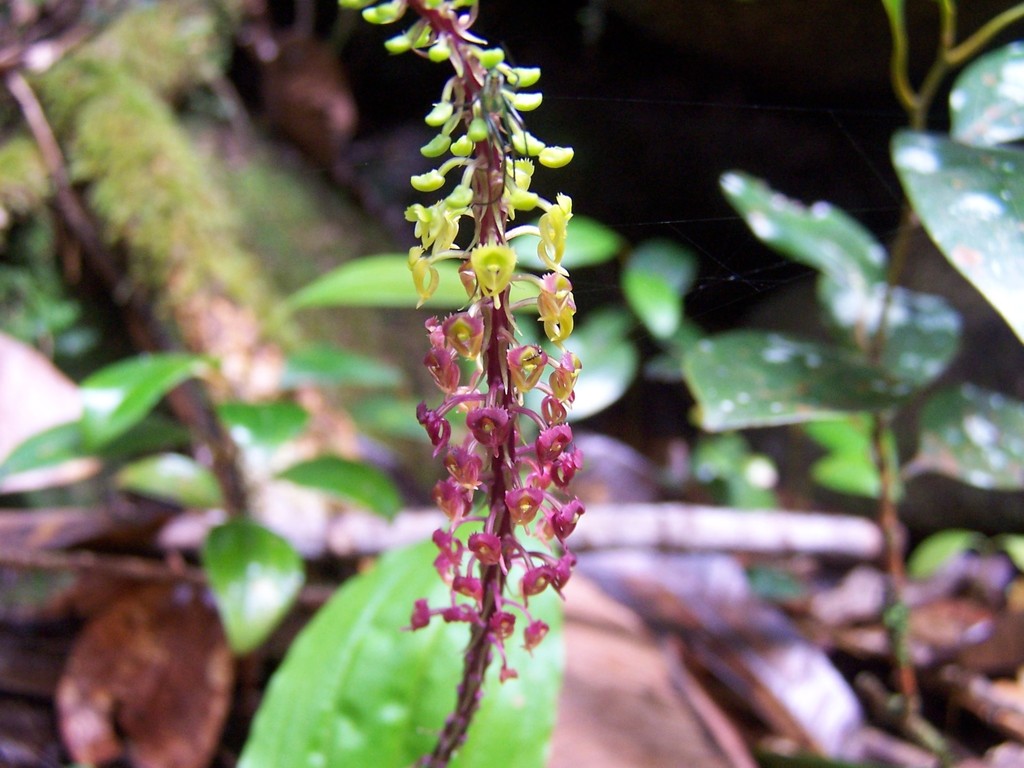Malaxis seychellarum