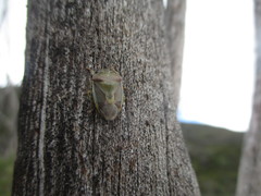 Piezodorus punctipes