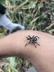 Metapocyrtus elegans