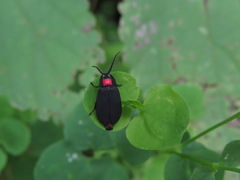 Pyrocoelia formosana