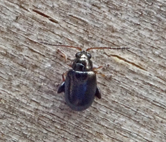 Aphthona