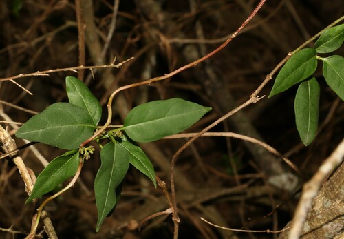 Image of Parsonsia leichhardtii by (c) Greg Tasney, some rights reserved (CC BY-SA)
