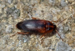 Hallomenus binotatus